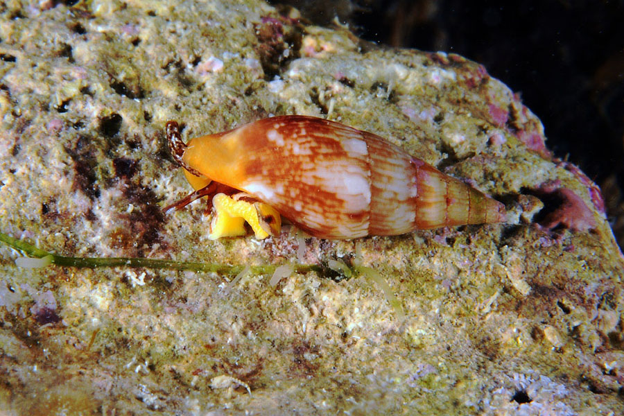 Mitrella scripta